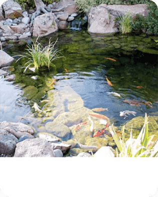 2-IN-1 Efficient Algae Remover